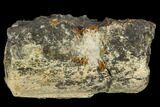 Unidentified Fossil Bone Section - North Dakota #120544-1